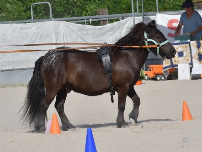 Fotka k článku Plzeňská ponyáda